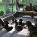Otto Bean Photo 16