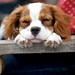 Gracie Murphy Photo 23