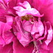 Rose Hay Photo 35
