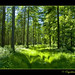 Susan Forest Photo 32