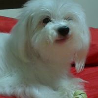 Janice Chou Photo 5