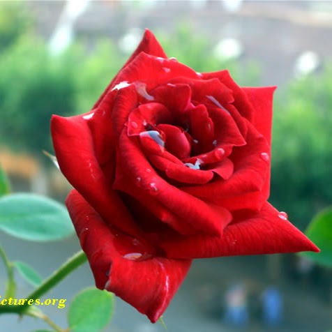Anil Prasad Photo 13