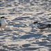 Byron Terns Photo 3