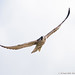 Michael Peregrine Photo 18