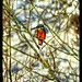 Kim Winters Photo 39