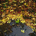 Man Cheng Photo 35