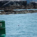 Todd Seal Photo 19
