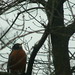 Robin Spring Photo 30