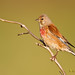 David Linnet Photo 20