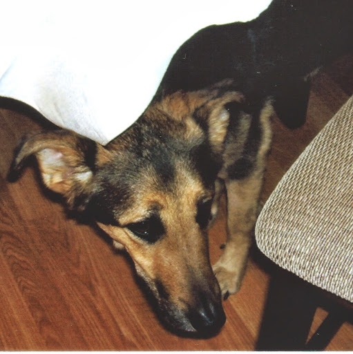 Diane Pinto Photo 10
