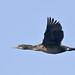 Brian Schram Photo 28