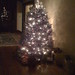 Susan Tree Photo 24