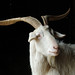 Derek Goodwin Photo 36