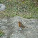 Robin Humberstone Photo 9