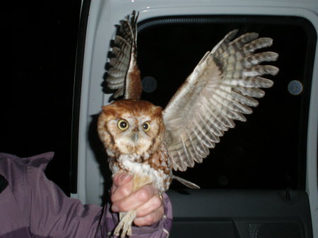 Dawn Harris Photo 12