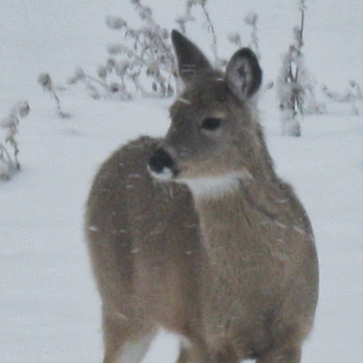 Pauline Crowder Photo 4