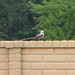 Jeff Breeding Photo 23