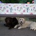 Sandy Murphy Photo 38