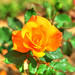Rose Hermann Photo 20