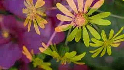 Richard Flowers Photo 39
