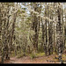 Arthur Forest Photo 19