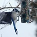 Jay Land Photo 28