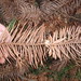 Andrew Ullrich Photo 25