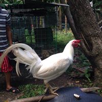 Ramil Ramirez Photo 7