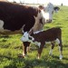 Julie Choate Photo 31