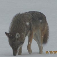 Ken Walls Photo 3