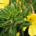 Sharon Alsop Photo 11
