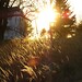Sunshine Brown Photo 37