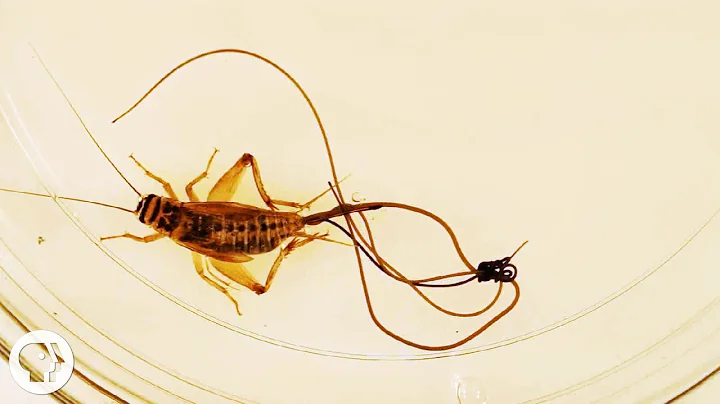 Joseph Worms Photo 4