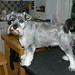 Sally Hair Photo 19
