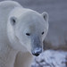Grady Fox Photo 20
