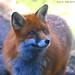 A Fox Photo 29