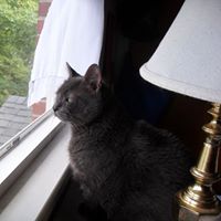 Chester Austin Photo 4