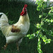 Fred Crow Photo 17