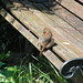 Robin Quick Photo 36