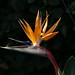 Beverly Bird Photo 31