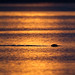 Dawn Seal Photo 35