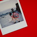Colleen Hammer Photo 20