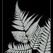 Fern Sharp Photo 19