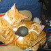 Elizabeth Matter Photo 20