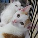 Ginger White Photo 49