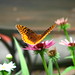 Nancy Maier Photo 35