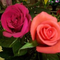 Dolores Rubalcava Photo 1