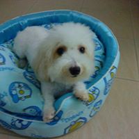 David Sum Photo 7
