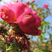 Rose Trapp Photo 28