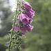 Kerry Cronin Photo 30